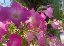 Прогноз погоды, именины, праздники в Астрахани во вторник 15 августа