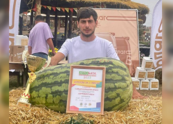 Выращенный в Астрахани арбуз признан самым большим в России