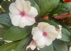 Прогноз погоды, именины, праздники в Астрахани во вторник 22 августа