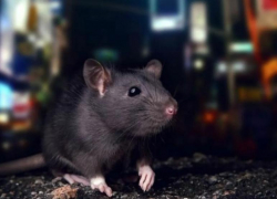 В нашествии крыс астраханцы обвинили бездомных собак