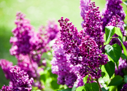 Игорь Мартынов поздравил астраханцев с праздником Победы