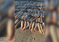 Огромную партию очень редкой рыбы перевозили в другой регион для продажи