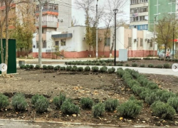 Астраханцы разворовывают посаженные цветы на ещё не открывшейся аллее