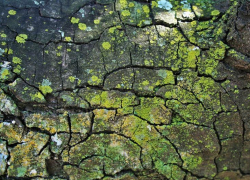 В Астраханской области нашли «разноцветный» участок сельхозугодий