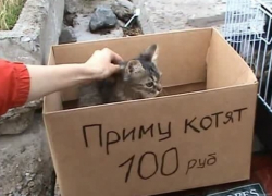 В Астрахани на птичьем рынке сняли с продаж котят и щенков