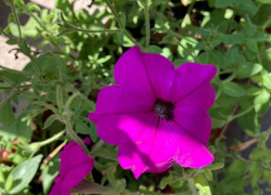 Прогноз погоды, именины, праздники в Астрахани в субботу 19 августа