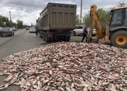 В Астрахани рыбная гора перегородила дорогу