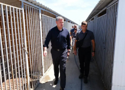 Астраханский губернатор поручил расширить собачий приют в Наримановском районе