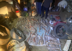 Плохой улов: двух астраханцев поймали с краснокнижной рыбой