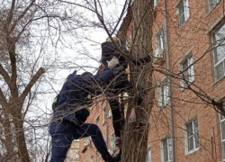 Городские спасатели сняли с дерева кота и астраханку
