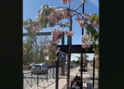 В Астрахани на Комсомольской Набережной расцвели сакуры 