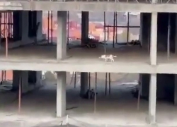 Алло, мы ищем застройщика: собака попала в лабиринт недостроя в Астрахани