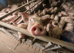 В Ахтубинске Астраханской области выявлен очаг африканской чумы свиней