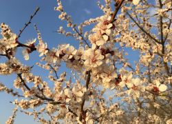 Прогноз погоды, именины, праздники в Астрахани в среду 12 апреля