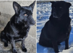 Верные и добрые Байра и Бирма ищут хозяев в Астраханской области