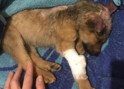 В Астрахани живодёрка, облившая щенка кислотой, получила реальный срок 