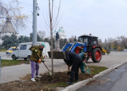 Глава Астрахани поручил высаживать в городе антивандальные деревья