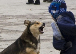 Петицию за усыпление агрессивных собак подписали 8700 астраханцев