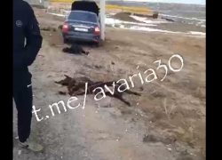 28-летний астраханец на скорости въехал в стадо и сбил 30 животных