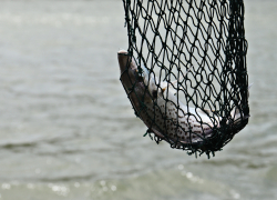 Астраханские рыбаки стали ловить меньше на 11% в 2022 году из-за маловодья