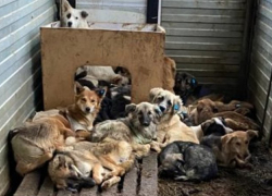 В Астрахани сотрудников «Экоприюта», чиновников и ветеринаров подозревают в афере на 28 миллионов рублей