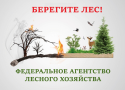 В Астраханской области до 20 июня продлили ограничение на посещение лесов