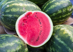 Астраханская область стала лидером по выращиванию самых вкусных арбузов