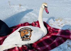 Бдительные астраханцы спасли лебедя из браконьерских сетей