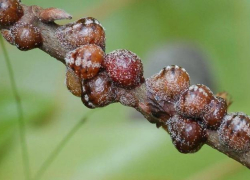 В доставленной на территорию Астраханской области хурме обнаружили калифорнийскую щитовку