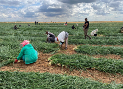 Фермер из Астрахани соберет 6800 тонн лука 