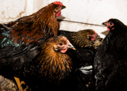 Миллион со свистом пролетел мимо работника астраханской птицефабрики