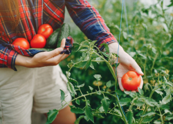 Астраханские власти опровергли информацию о дефиците семян овощей в регионе
