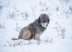Под Астраханью бродячие собаки кошмарят сайгаков: редкие антилопы гибнут