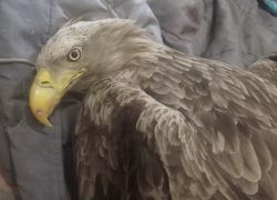 В Волгограде борются за жизнь редкой птицы из Астраханской области