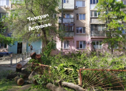 В Астрахани неустановленные лица спилили тополя у женской консультации на Боевой