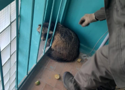 В Астраханской области енотовидная собака застряла в окне жилого дома