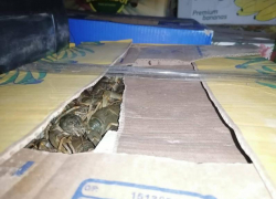 В Астрахани остановили автобус, ехавший в Ростов-на-Дону с живыми раками