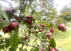 Прогноз погоды, именины, праздники в Астрахани в четверг 13 июля
