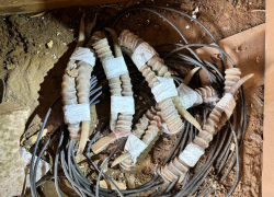 Астраханские пограничники обнаружили хранилище с рогами сайгаков