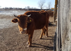 Под Астраханью выявили болезнь животных, опасную для людей