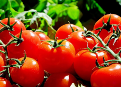Красные, розовые, желтые и даже черные – в Астраханской области выращивают самые вкусные томаты