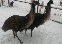 Доктор из астраханского села занимается разведением страусов эму