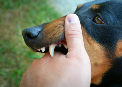 За восемь месяцев собаки покусали 3864 астраханцев