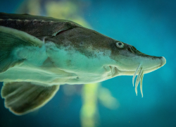 В Астрахани поймали полицейского с браконьерской продукцией