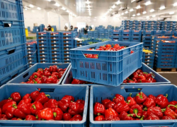 На 40% увеличился импорт растительной продукции в Астраханскую область из Казахстана и Киргизии