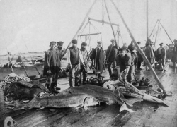 Астраханская рыбопромышленность сегодня и 100 лет назад