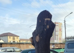 Общественник стремится спасти астраханские деревья от зверской опиловки петицией