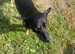 В Астраханской области девочку покусали бродячие собаки