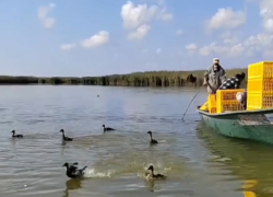 Фауну Астраханской области обогатили выпуском на волю уток-крякв