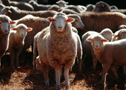 В Астраханской области выявлены очаги оспы овец и коз